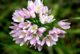 Allium roseum bestellen